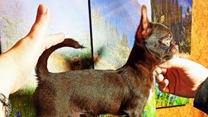 Почему ЩЕНКИ чихуахуа ДОРОГО стоят ? #купитьщенкачихуахуапродаю 89215950848