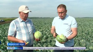 Перед аграриями Кузбасса стоит задача обеспечить население и соцучреждения региона овощами