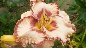 лилейник КВЕНЗЕР (Vlasova' 2025)