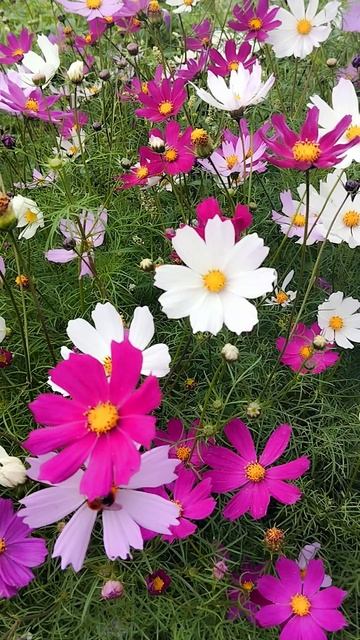 Цветущая космея