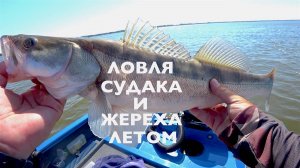 Ловлю судаков и жерехов на Волге в летнюю жару и ветер!Live Sonar Edition
