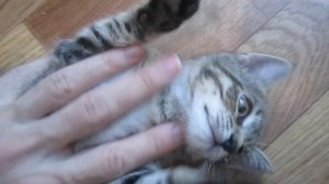 Котёнок