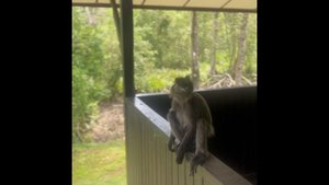 Серебристые лангуры