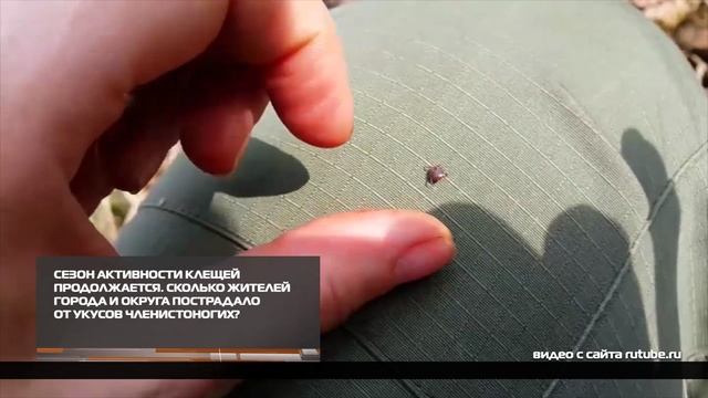 Сезон активности клещей продолжается 28.07.2025