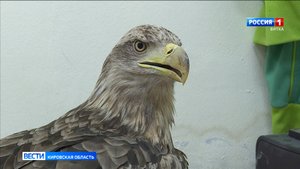 Кировские ветеринары выхаживают краснокнижного орлана-белохвоста