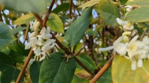 Сочи в цветах в январе