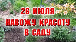26 июля. Навожу красоту в саду