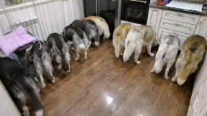 Хаски Стая кушают 🤗