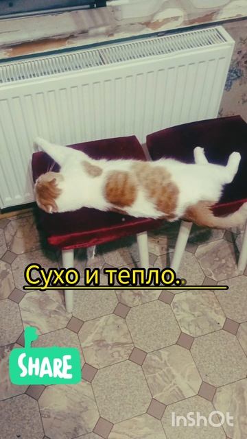 Кексик в феврале 2025#коткекс #youtubeshorts #cat #like #кот #февраль #ytshorts #котик #youtuber