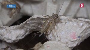 Cтрана советов | Зачем в кондитерских изделиях… сверчки и гусеницы? | №61