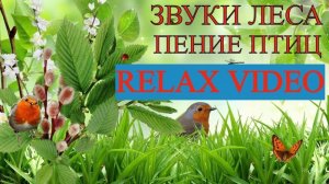 Дождь в лесу Пение птиц Звуки природы Релакс Медитация