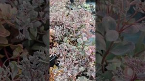 Седумы (очитки) в Ставропольском крае