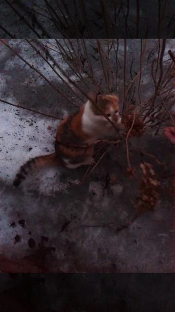 Кошка рвет цветы