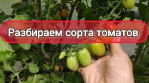 Томаты сорта вишня, фонтан, пузата хата, бычье сердце и другие, смотрю как созревают.