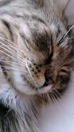 😽❤️