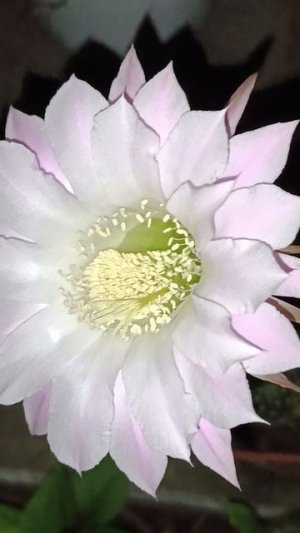 Кактус Эхинопсис