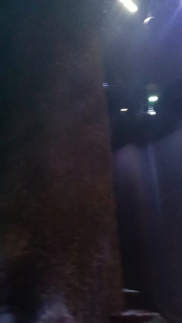 Клювокрыл (Buckbeak)