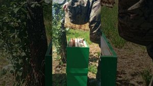 Осмотр 6-ти рамочного улья