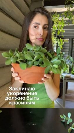 #фитодизайн #озеленение #комнатныерастения