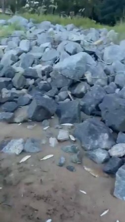 Как ПО ТРАДИЦИИ ловят КАМБАЛУ. Не так уж и сложно...