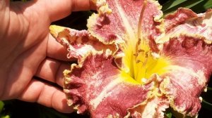 лилейник ДАЛЭЛЬВЕН (Vlasova' 2024)