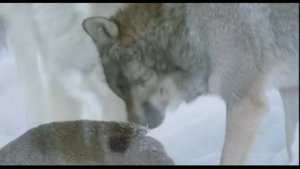 "Последний бой" автор-исполнитель-Юрий Иващенко странник