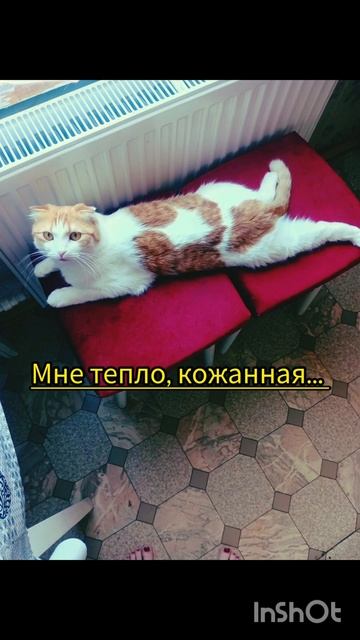 Кексик в мае 2024. #youtubeshorts #cat #like #коткекс #юмор #май #youtube