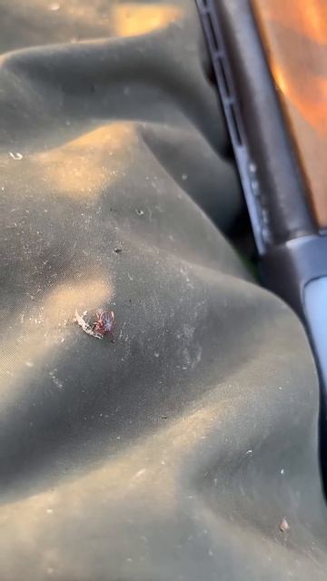 Неожиданная встреча на охоте. #охота #весенняяохота клещ смотреть онлайн