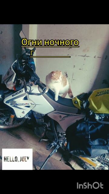 Кексик в июле 2024 #youtubeshorts #коткекс #like #cat #юмор #кот #дача #youtube