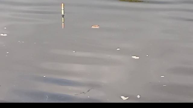 рыбалка утром на поплавочную удочку