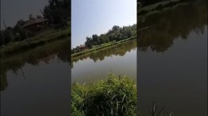 Трофейный ТОЛСТОЛОБИК 29.07.2025г.