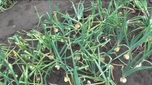 Итоги урожайности лука по сортам