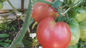 Томат Солдатово поразил своим  великолепным вкусом