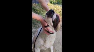 Зазноба. Продается