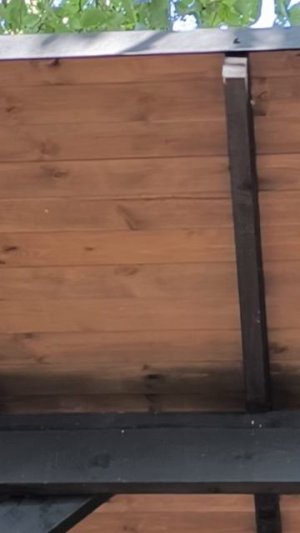 21724.mp4