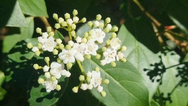 Что цветёт в Сочи 21 января 2025 г. смотреть онлайн