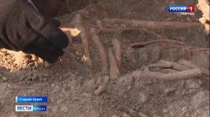 В городе Старый Крым раскопки проводят сразу две археологические экспедиции