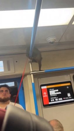 🦝Маленького енота заметили в метро Москвы — он ехал на плече хозяйки и цеплялся за поручни🦝