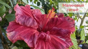 Обзор восточного балкона с растениями на 29.07.25г ☘️🌸🌺🌿