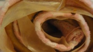 Быстрый бисквитный рулет