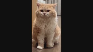 Смешные Коты #38