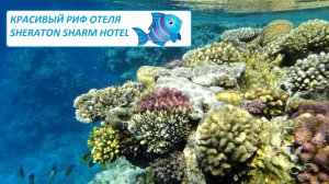 Красивый риф отеля Sheraton⧸Джордж Клуни - самый дешевый магазин/ Улетаем домой