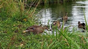 утки выходят