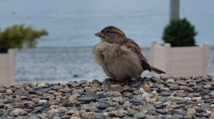 орлы или голуби