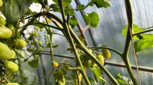 Самые сладкие томаты.Хорошо когда есть с чем сравнить.