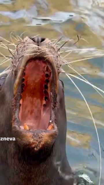 мяу смотреть онлайн