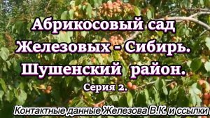 Абрикосовый сад Железовых - Сибирь. Шушенский  район. Серия 2.