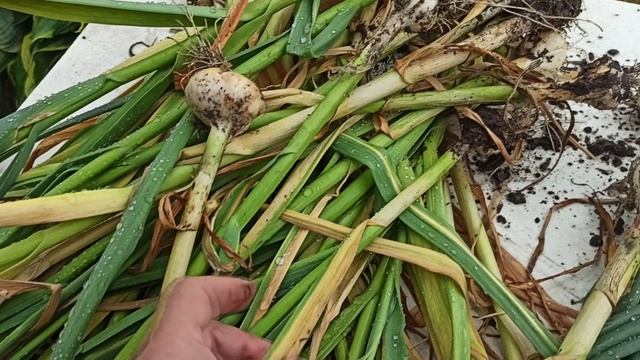 Гниет чеснок. Что делать?