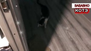 ПРИКОЛЫ С КОТАМИ! СМЕШНЫЕ КОШКИ И СОБАКИ! СМЕШНЫЕ ЖИВОТНЫЕ!