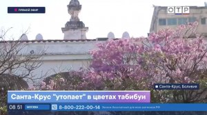 Санта-Крус «утопает» в цветах табибуи